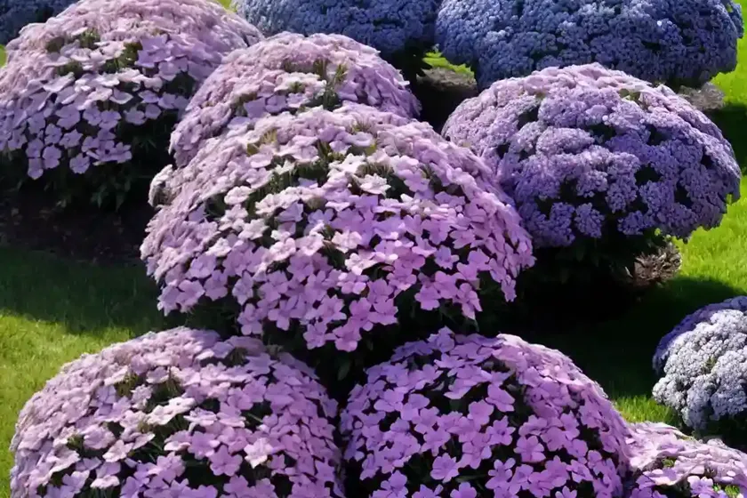 Phlox subulata ‘emerald cushion blue’ (creeping phlox) — photo 3