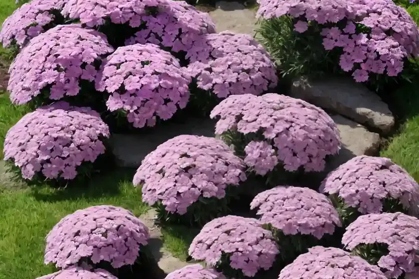 Phlox subulata ‘fort hill’ (creeping phlox) — photo 2