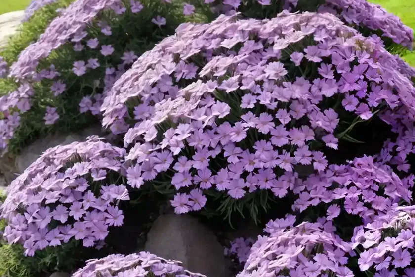 Phlox subulata ‘fort hill’ (creeping phlox) — photo 3