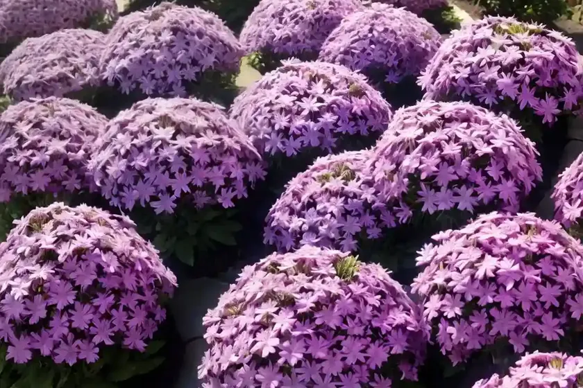 Phlox subulata ‘purple beauty’ (creeping phlox) — photo 2