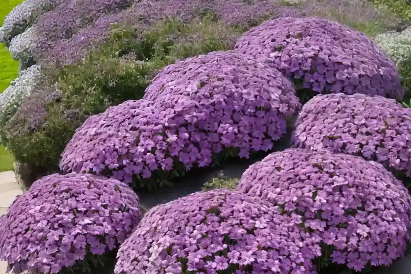 Phlox subulata ‘purple beauty’ (creeping phlox) — photo 3