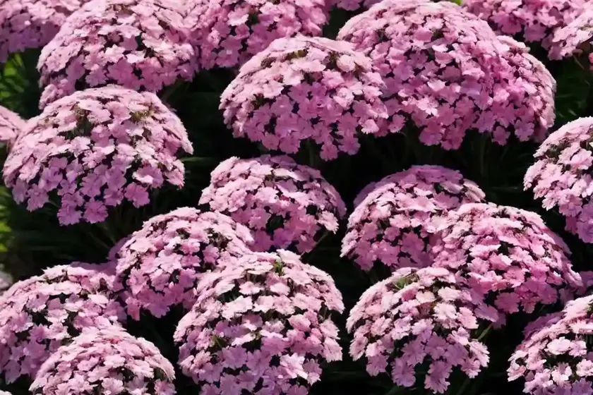 Phlox subulata ‘ruby riot’ (creeping phlox) — photo 2