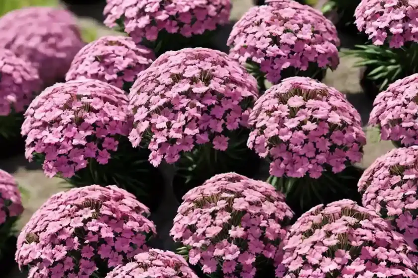 Phlox subulata ‘ruby riot’ (creeping phlox) — photo 3