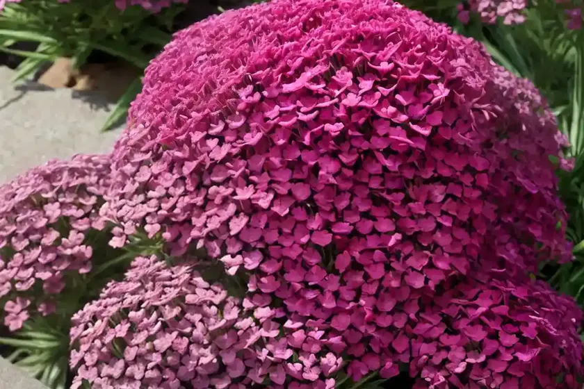 Phlox subulata ‘ruby riot’ (creeping phlox)