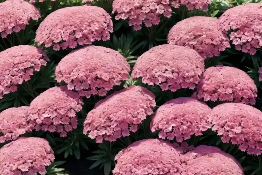 Phlox subulata ‘scarlet flame’ (creeping phlox) — photo 2
