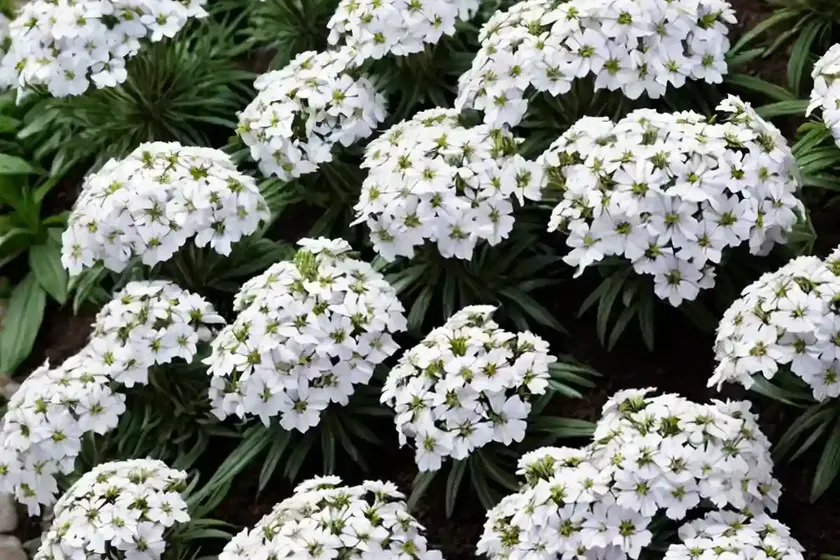 Phlox subulata ‘white delight’ (creeping phlox) — photo 2