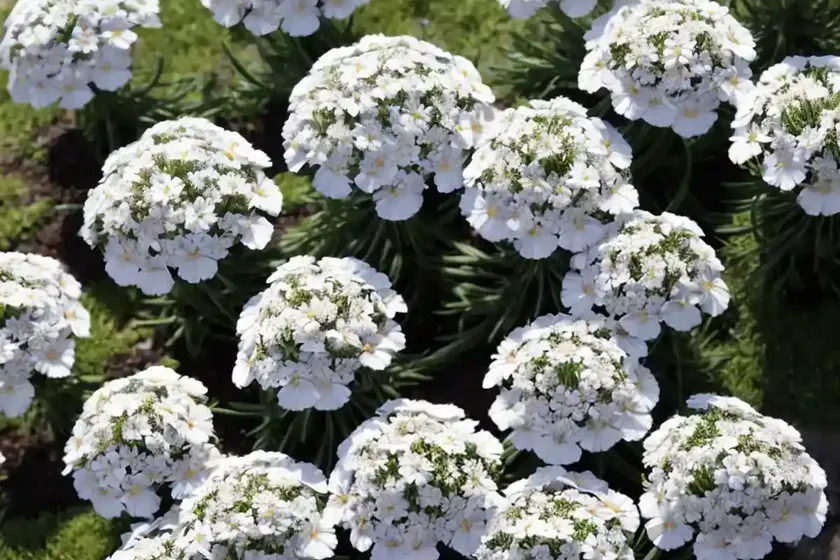 Phlox subulata ‘white delight’ (creeping phlox) — photo 3