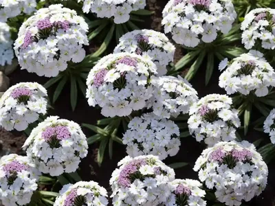Phlox Subulata ‘White Delight’ (Creeping Phlox)