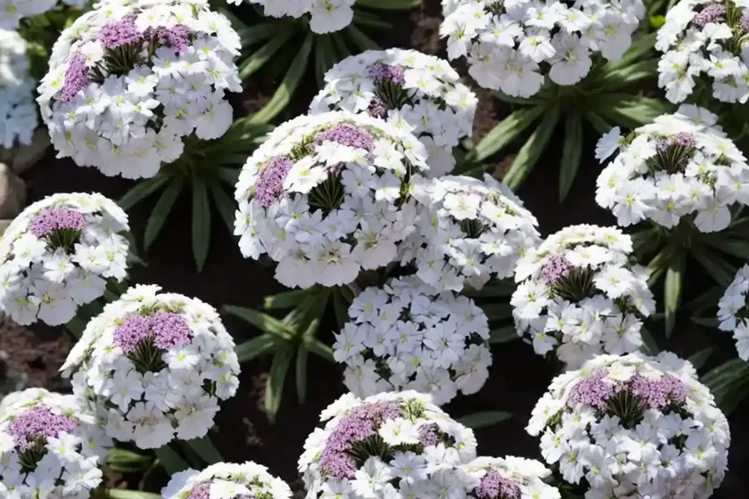 Phlox subulata ‘white delight’ (creeping phlox)