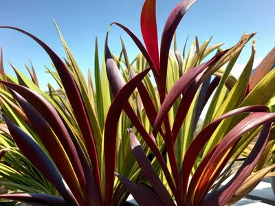 Phormium ‘Dark Delight’ (New Zealand Flax)
