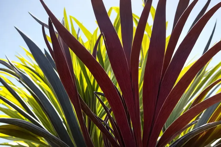 Phormium ‘platt’s black’ (new zealand flax) — photo 2