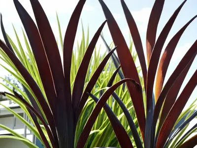 Phormium ‘Platt’s Black’ (New Zealand Flax)