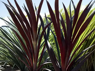 Phormium Tenax ‘All Black’ (New Zealand Flax)