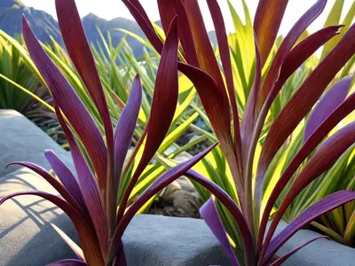 Phormium Tenax Purpureum Group (New Zealand Flax)
