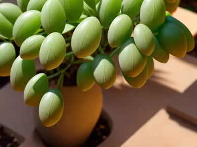 Phyllanthus Mirabilis (Phyllanthus Mirabilis)