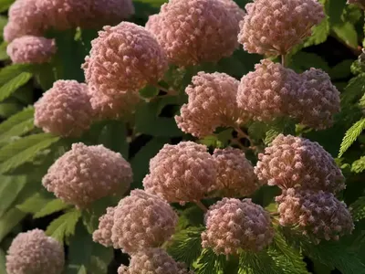 Physocarpus Capitatus (Pacific Ninebark)