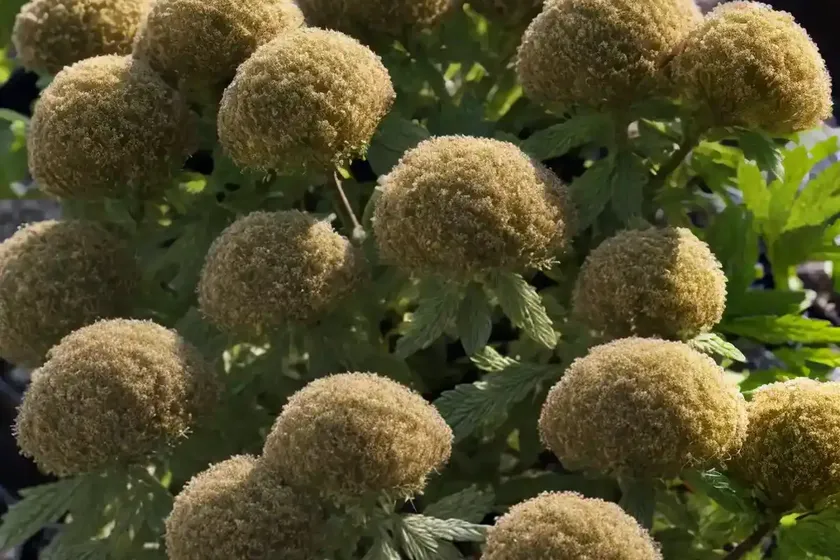Physocarpus opulifolius (common ninebark) — photo 2