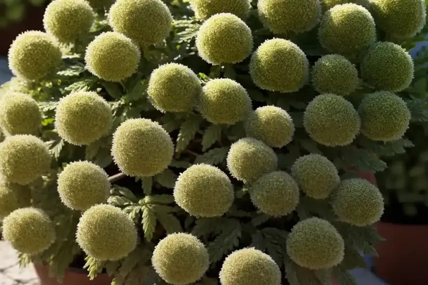 Physocarpus opulifolius (common ninebark) — photo 3