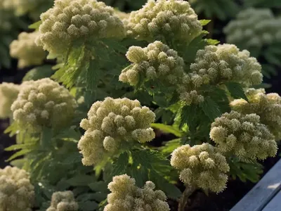 Physocarpus Opulifolius ‘Diabolo’ (Common Ninebark)