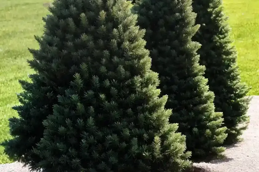 Picea glauca conica (dwarf alberta spruce) — photo 2