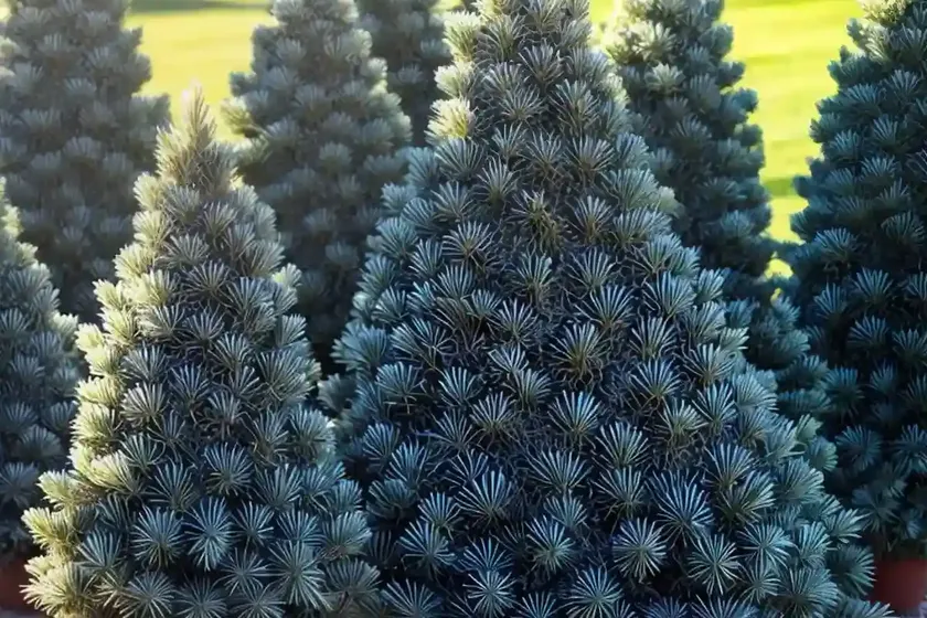 Picea pungens (colorado blue spruce) — photo 2