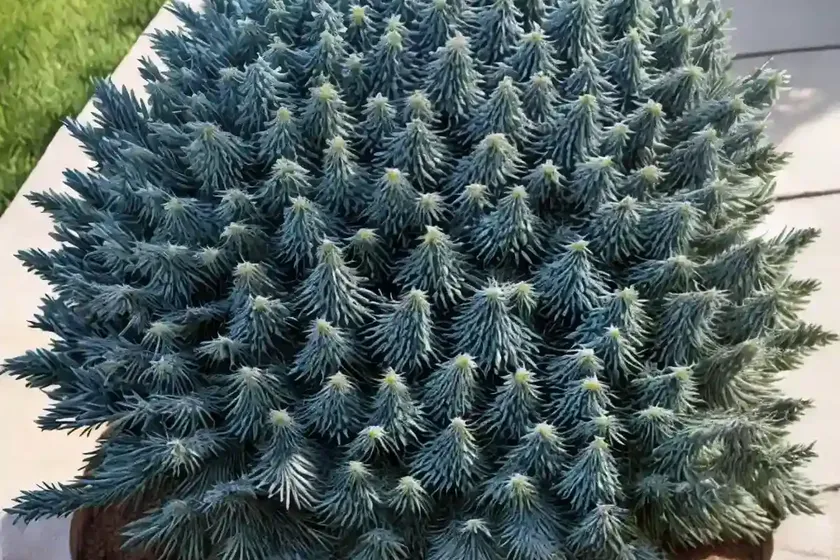 Picea pungens (colorado blue spruce) — photo 3