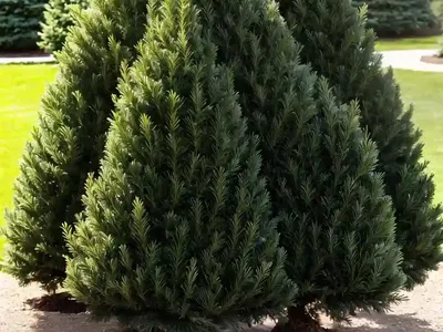 Picea Pungens ‘Regal Chub’ (Colorado Spruce)