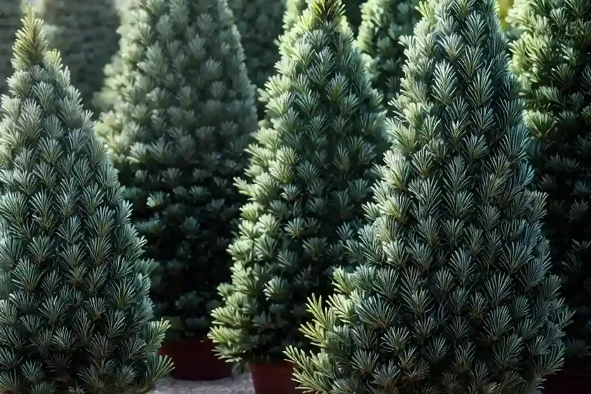 Picea pungens ‘the blues’ (colorado spruce) — photo 2