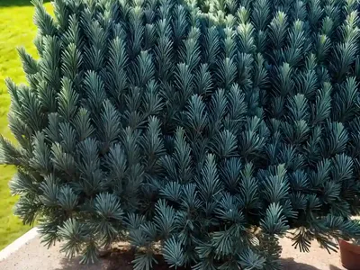 Picea Pungens ‘The Blues’ (Colorado Spruce)
