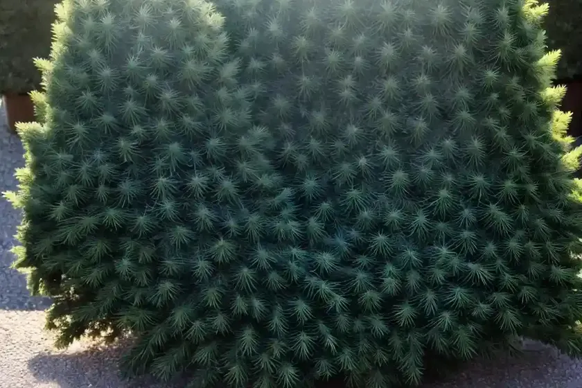 Picea pungens var. glauca (colorado blue spruce) — photo 2