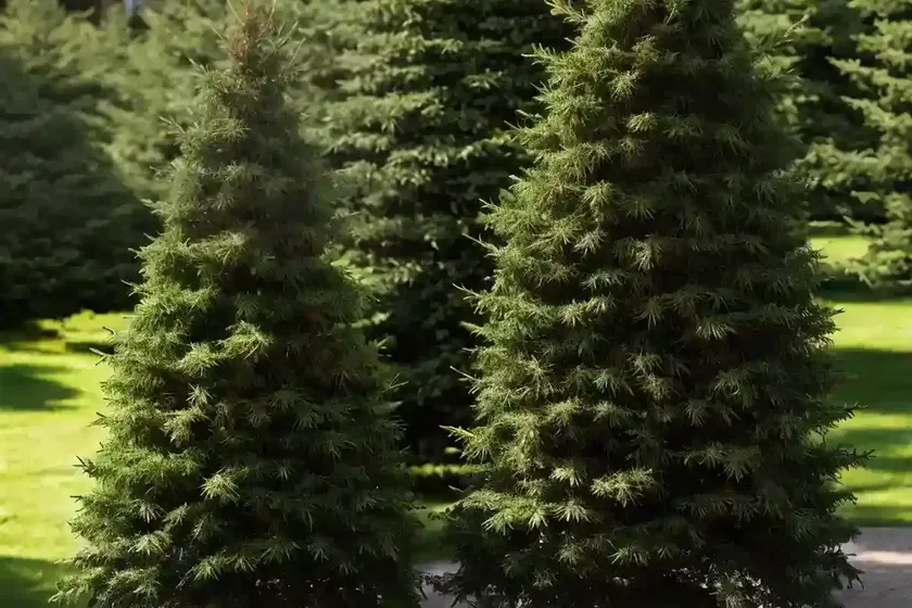 Picea rubens (red spruce) — photo 2