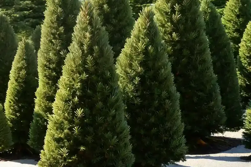 Picea sitchensis (sitka spruce) — photo 3