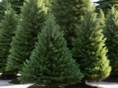 Picea Sitchensis (Sitka Spruce)