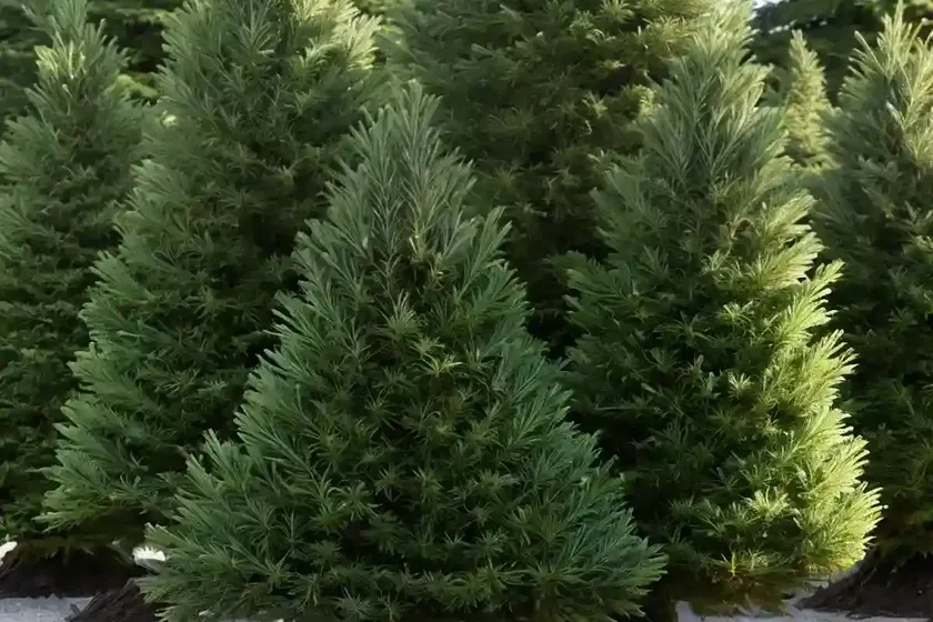 Picea sitchensis (sitka spruce)