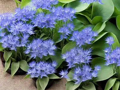 Pickerel Weed (Pontederia Cordata)