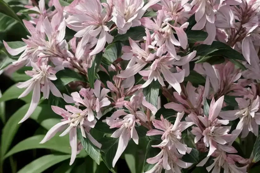 Pieris ‘brouwer’s beauty’ (japanese andromeda) — photo 2