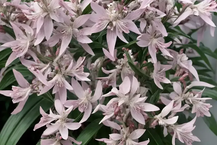 Pieris ‘brouwer’s beauty’ (japanese andromeda) — photo 3