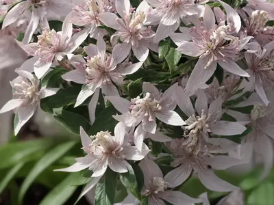 Pieris ‘Brouwer’s Beauty’ (Japanese Andromeda)