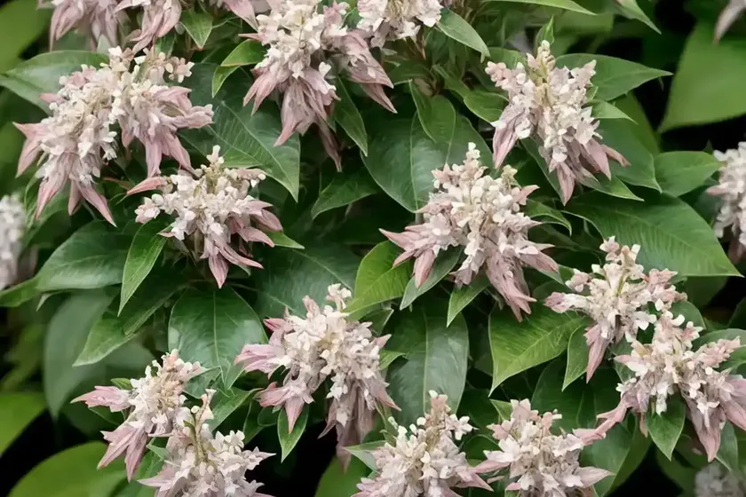 Pieris floribunda (mountain andromeda) — photo 2