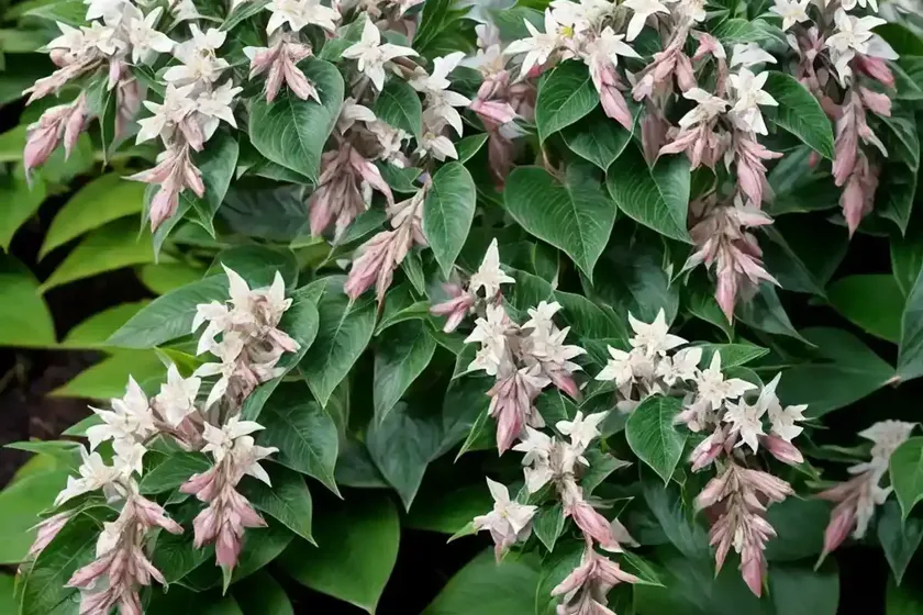 Pieris floribunda (mountain andromeda) — photo 3
