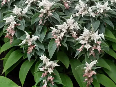 Pieris Floribunda (Mountain Andromeda)