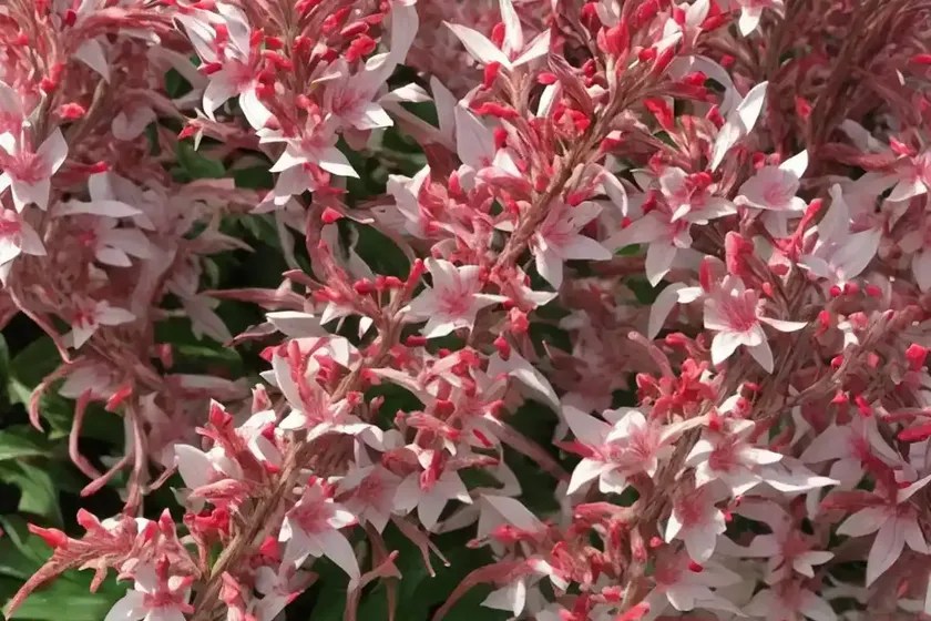 Pieris japonica ‘red head’ (japanese andromeda) — photo 2