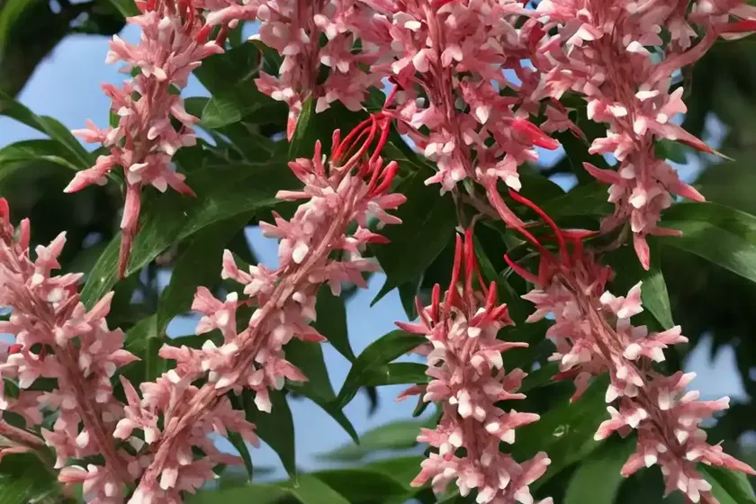 Pieris japonica ‘red head’ (japanese andromeda) — photo 3