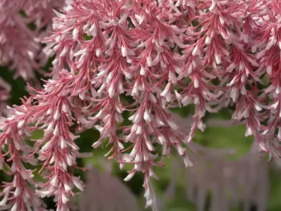 Pieris Japonica ‘Red Head’ (Japanese Andromeda)