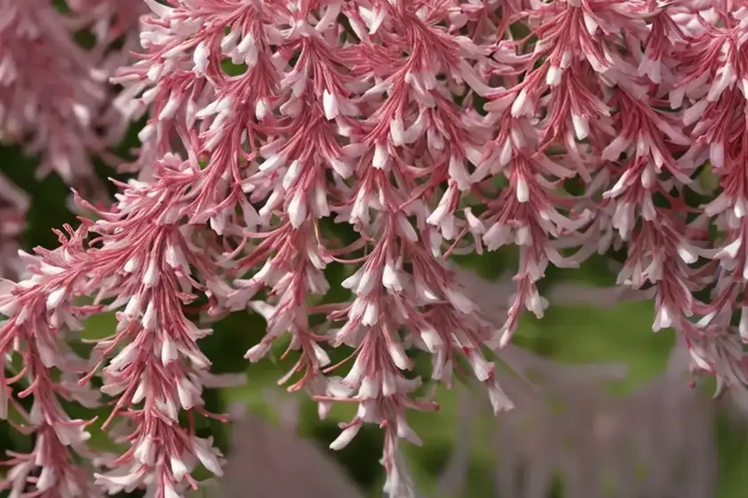 Pieris japonica ‘red head’ (japanese andromeda)