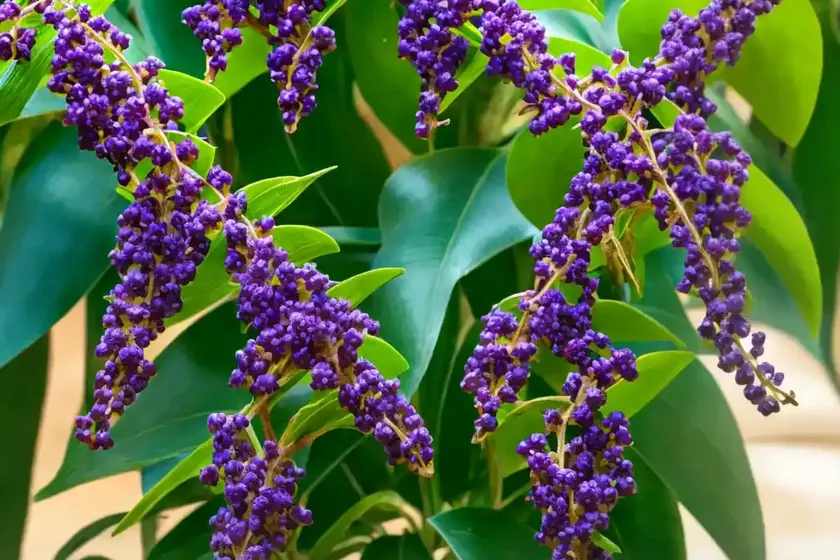Pigeon berry (duranta erecta ‘cuban gold’) — photo 2