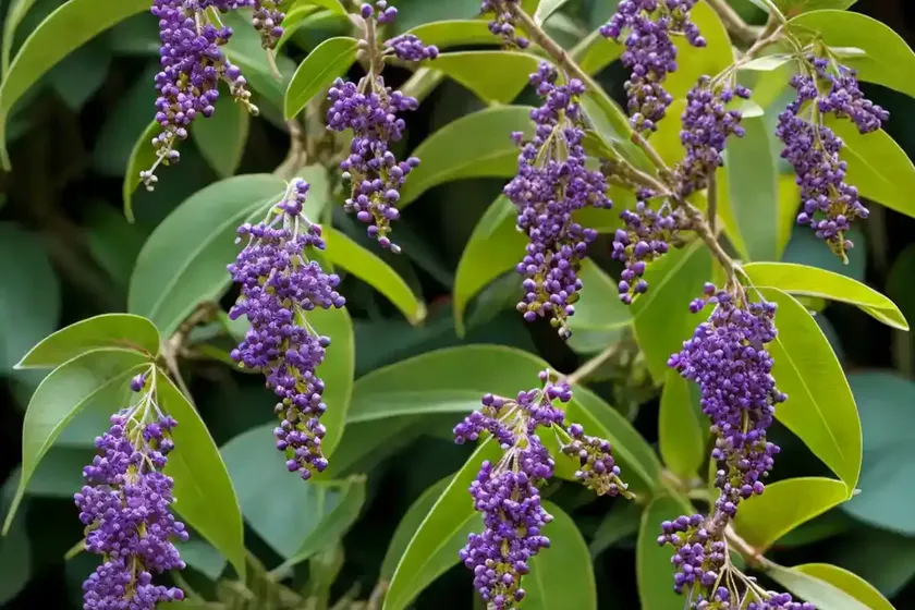 Pigeon berry (duranta erecta ‘cuban gold’) — photo 3