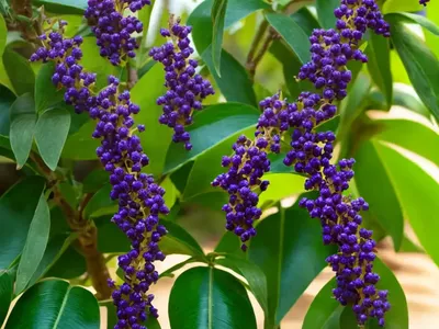 Pigeon Berry (Duranta Erecta ‘Cuban Gold’)