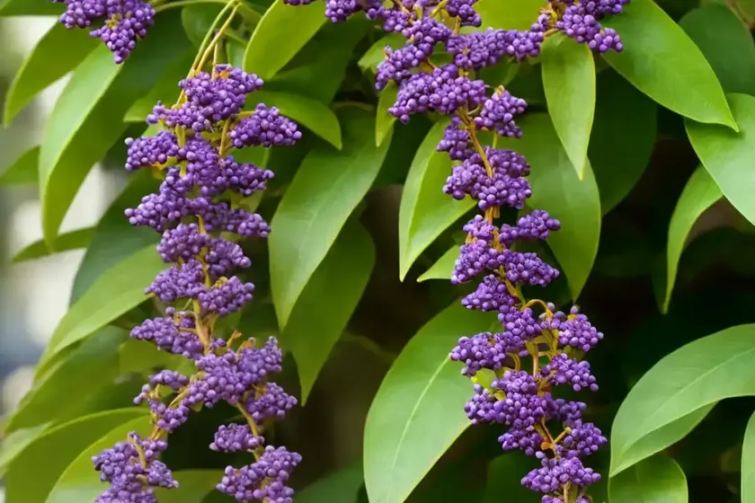 Pigeon berry (duranta erecta ‘gold edge’) — photo 2