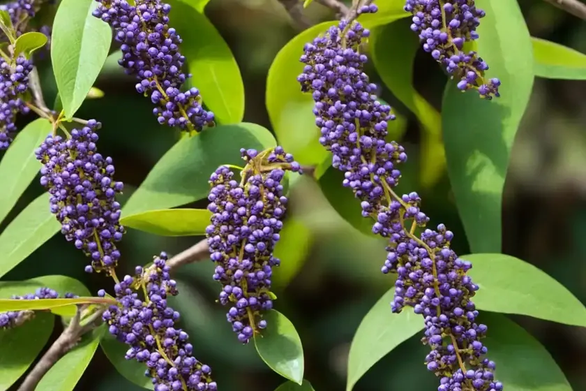 Pigeon berry (duranta erecta ‘gold edge’) — photo 3